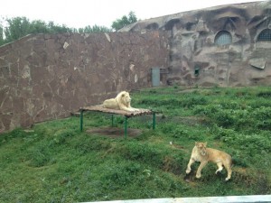 Lions at Almaty zoo